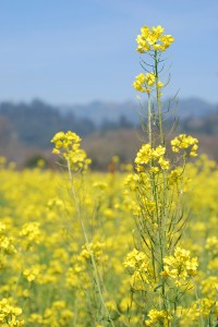 Mustard Flower