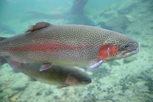 bigstock_Rainbrow_Trout_Closeup_1591390