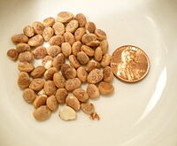 Oh Nuts! and IC:  3 Nut Alternatives