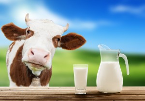 bigstock-cow-and-milk-54787247