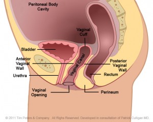 Pelvic anantomy