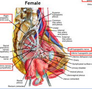 IC and Ways to Reduce Inflammation