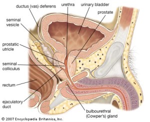 Male anatomy