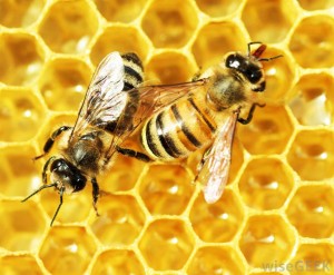honey-bees-working