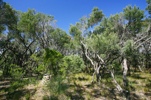 tea tree forest