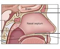 The Neti Pot and IC: How It Works Energetically