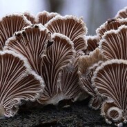 ICPBS and the Microbiome:  The Role of Mushrooms